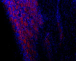 Anti-TRPC3-ATTO Fluor-594 Antibody