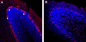Guinea pig Anti-TRPC3 Antibody