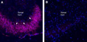 Anti-TRPV1 (VR1)-ATTO Fluor-647N Antibody