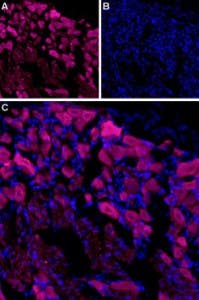 Anti-TRPV3 (extracellular)-ATTO Fluor-633 Antibody