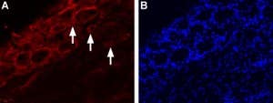 Anti-TRPV4-ATTO Fluor-550 Antibody