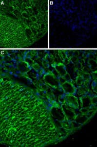 Anti-TRPA1 (extracellular) Antibody