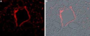 Anti-TRPM2-ATTO Fluor-594 Antibody