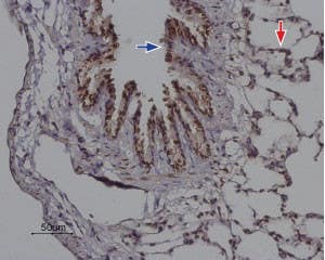Anti-Orai2 Antibody