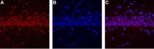 Anti-CALHM1-ATTO Fluor-594 Antibody