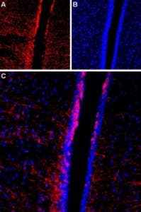 Anti-TRPC4 (extracellular) Antibody