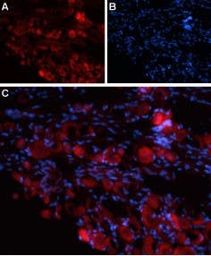 Anti-TRPV4 (extracellular) Antibody