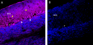 Anti-Ca<sub>V</sub>1.2 (CACNA1C) (extracellular)-ATTO Fluor-647N Antibody