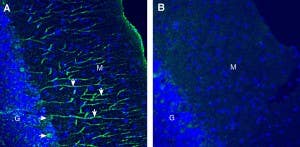 Anti-Ca<sub>V</sub>1.2 (CACNA1C) (extracellular) Antibody