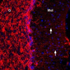 Anti-Connexin-43 Antibody