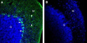 Anti-Pannexin 2 (extracellular) Antibody