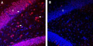 Guinea Pig Anti-Pannexin 1 Antibody