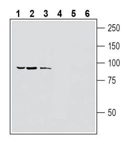 Anti-Human TRPV1 (extracellular) Antibody