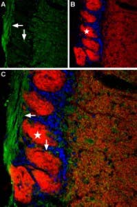 Anti-TMEM16B (ANO2) (extracellular) Antibody