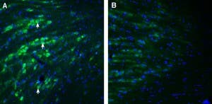 Anti-PACC1/TMEM206 (extracellular) Antibody