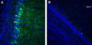 Anti-CXCR7 (ACKR3) (extracellular)-ATTO Fluor-488 Antibody