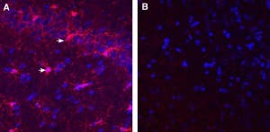 Guinea Pig Anti-IBA1/AIF1 Antibody