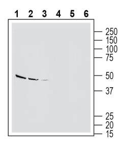 Anti-Endothelin Receptor B (extracellular) Antibody