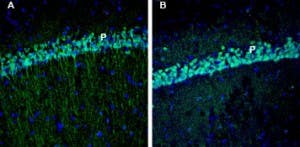 Anti-EphA3 (extracellular) Antibody