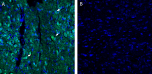 Anti-EphA5 (extracellular) Antibody