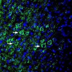 Anti-EphA6 (extracellular) Antibody