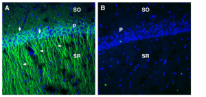 Anti-EphA2 (extracellular) Antibody