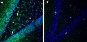 Anti-Ephrin-B2 (extracellular) Antibody