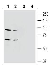 Anti-EphA4 (extracellular) Antibody