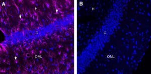 Rabbit IgG Isotype Control-ATTO Fluor-647N