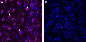 Anti-GFAP-ATTO Fluor-647N Antibody