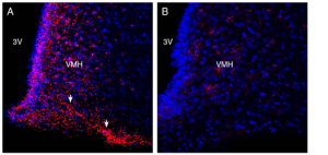 Anti-GPR120/FFAR4 (extracellular) Antibody