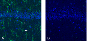 Anti-SLC19A3 Antibody