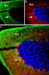 Anti-GABA(A) α4 Receptor (extracellular) Antibody