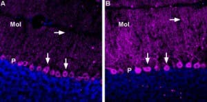 Anti-GABA(A) ε Receptor (GABRE) (extracellular) Antibody