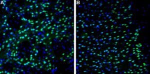 Anti-NMDAR2A (GluN2A) (extracellular)-ATTO Fluor-488 Antibody