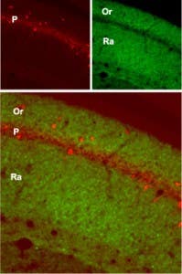 Anti-GluR1 (GluA1) (extracellular) Antibody