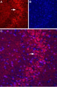 Anti-mGluR5 (extracellular)-ATTO Fluor-594 Antibody