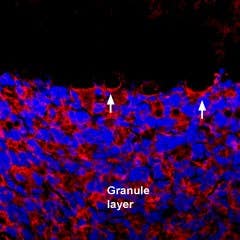 Anti-GRIK1 (GluK1) (extracellular) Antibody