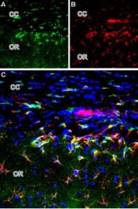 Anti-mGluR2 (extracellular) Antibody