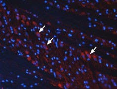Anti-mGluR3 (extracellular) Antibody