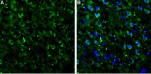 Anti-mGluR7 (extracellular) Antibody