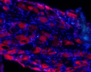 Anti-GluR4 (GluA4) (extracellular) Antibody