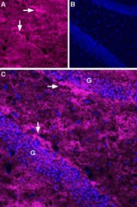 Anti-EAAT2 (GLT-1) (extracellular)-ATTO Fluor-633 Antibody