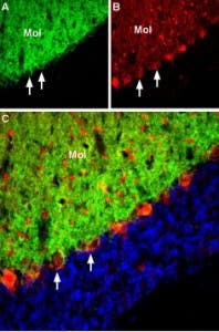 Anti-EAAT3 (EAAC1) Antibody