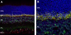 Anti-mGluR6 (extracellular) Antibody