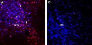 Guinea Pig Anti-VGLUT1 Antibody
