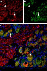 Anti-VGLUT2-ATTO Fluor-594 Antibody