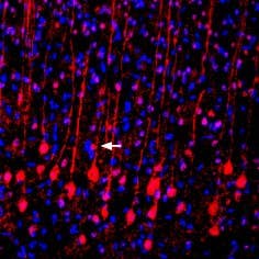Anti-VGLUT2 Antibody