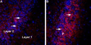 Anti-VGLUT3 Antibody