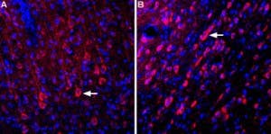 Anti-GRID1 (extracellular) Antibody